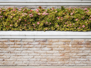 Fototapeta na wymiar pink Ixora,flower bush on brick wall