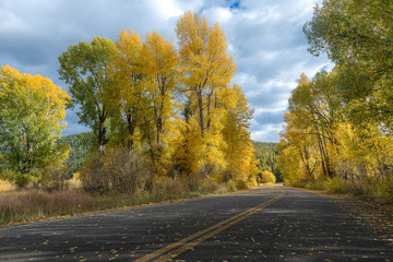Road during Autumn