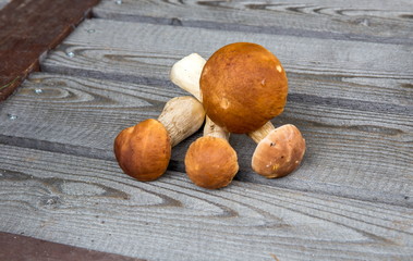 Mushroom Boletus over wooden background