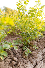 Potato bushes in the garden at sunset