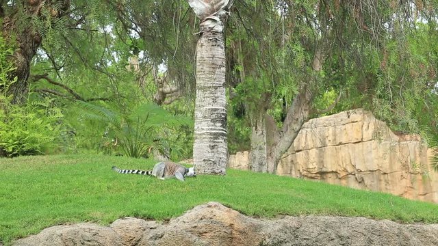 Ring-tailed lemur resting near tree