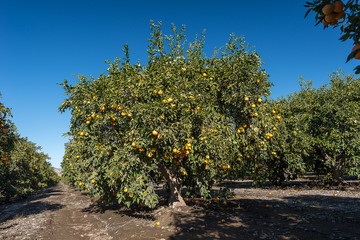 Fototapeta na wymiar Orange farm in California