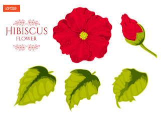 Set of flower, leaves and bud of plant hibiscus isolated