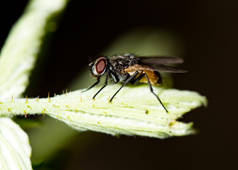 Fly on a green leaf in the open air