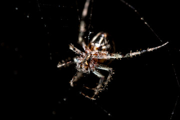 The spider sits on a web on the hunt
