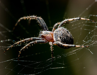 The spider sits on a web on the hunt