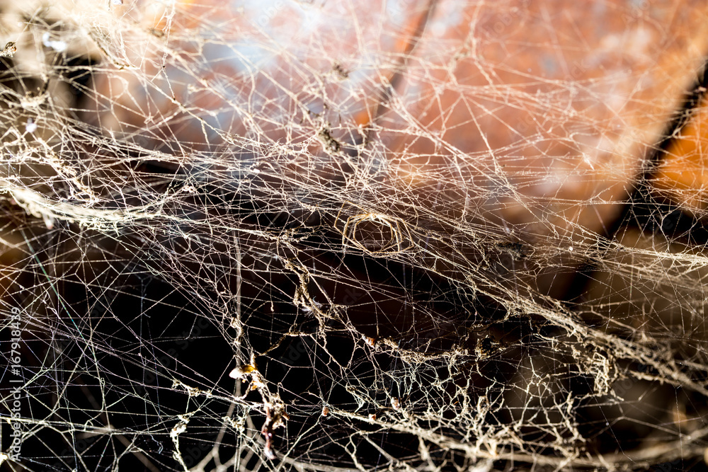 Sticker spider web on the ceiling as a background