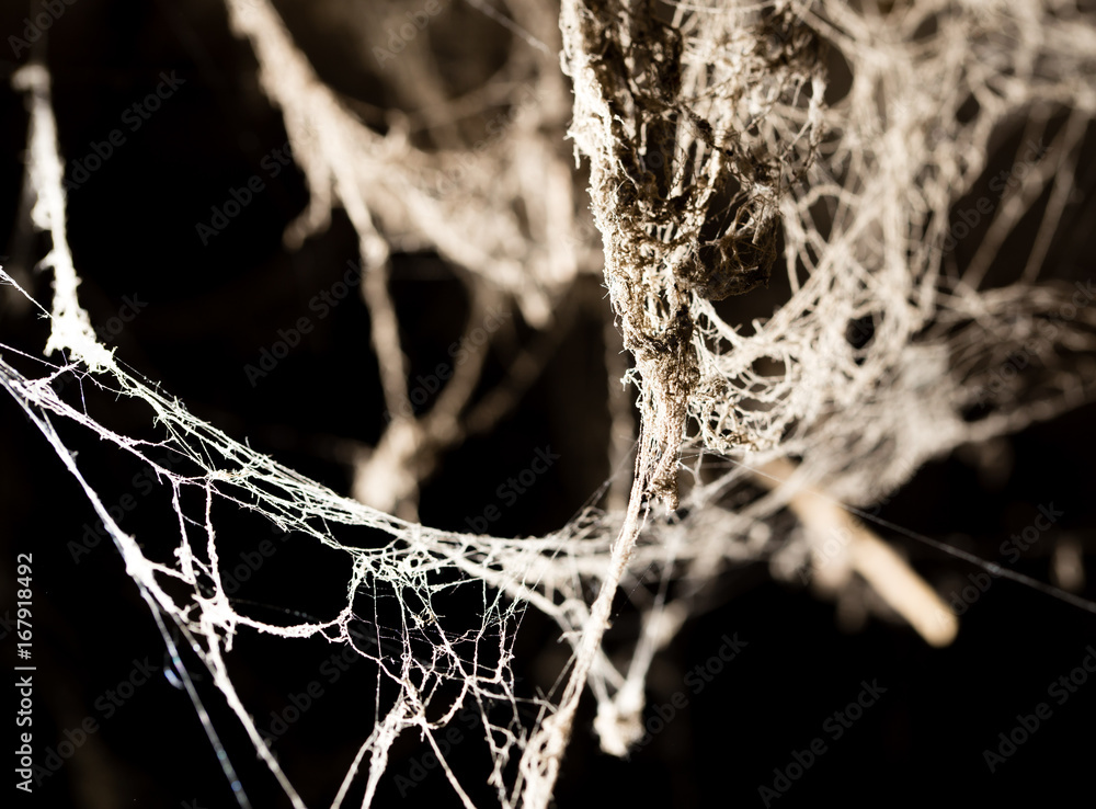 Sticker spider web on the ceiling as a background