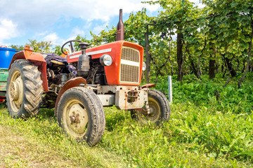 The harvesting of wine grapes with old red tractor