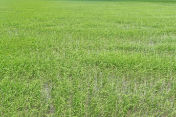 Green Paddy fields.