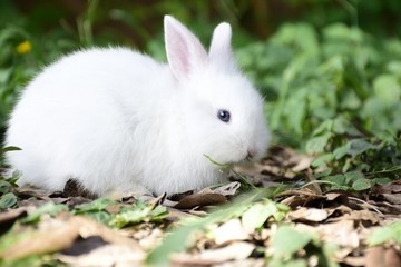 White rabbit eating grass on green fields in the morning