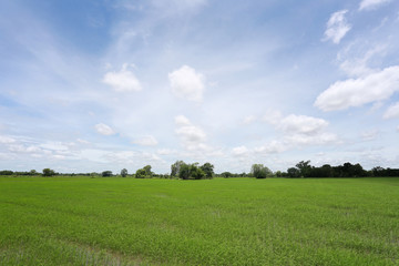 Green Paddy fields and blue sky.