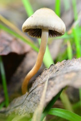 Psilocybe bohemica