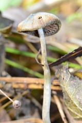 Psilocybe bohemica