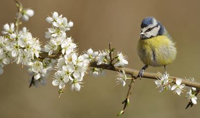 Blue Tit (Parus caeruleus) perched on blossoming twig. Wales, UK, April.