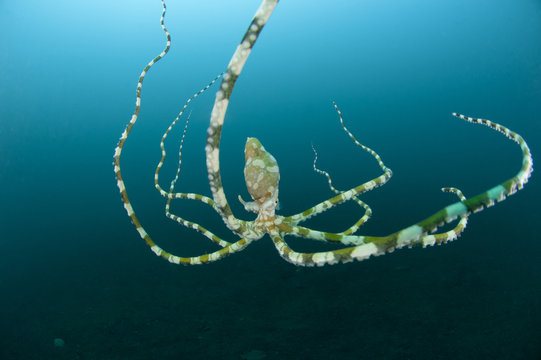 Wunderpus (Wonderpus photogenicus) swimming. Lembeh Strait, North Sulawesi, Indonesia.