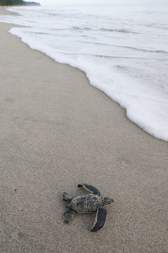 Leatherback sea turtle moving towards sea