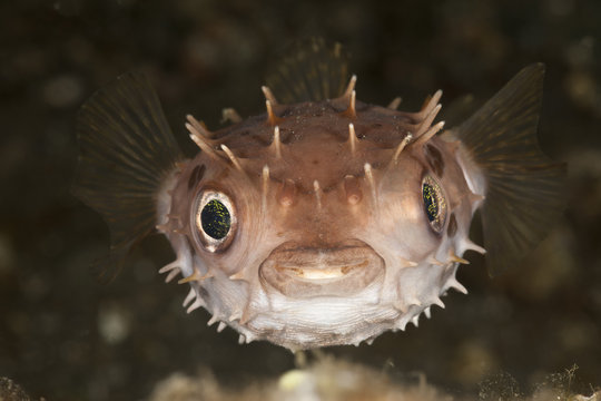 Close up of pufferfish swimming underwater