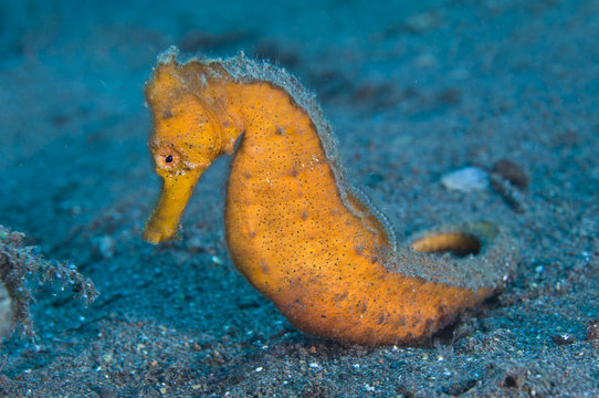 Close up of northern seahorse on seabed in Java Sea