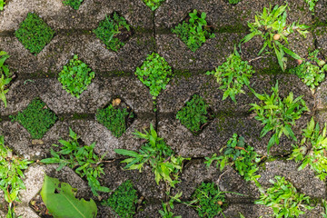 Stone bricks with grass and moss. background, texture