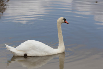 Parc du Teich