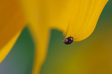 Ladybug on sunflower