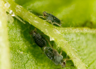Aphids on a green leaf in nature