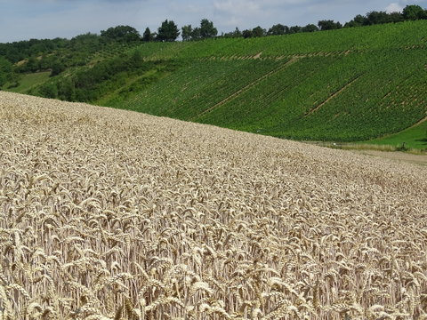 Getreide und Wein