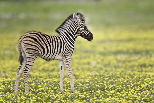 Zebra (Equus quagga) foal in profile standing in Devil's Thorn flowers (Tribulus terrestris). Etosha National Park, Namibia, January.