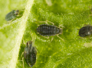 Aphids on a green leaf in nature