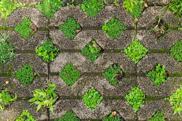 Stone bricks with grass and moss. background, texture