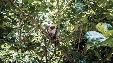 Monkey