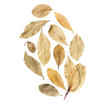 Bay leaves isolated on white background