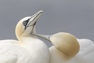 Close of gannet preening outdoors