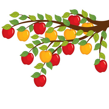 Vector Branch with Apples