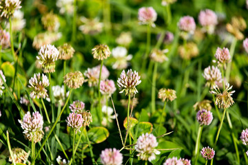 White flowers on a clover