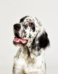 Portrait of a dog looking