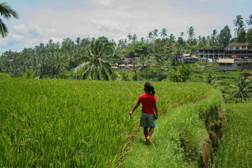 Fototapeta na wymiar Balinese girl walking on rice terraces