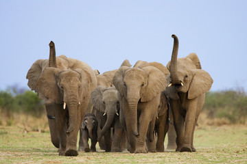 African elephants (Loxodonta africana) trunks raised to scent for danger. Etosha national park, Namibia. Endangered species.