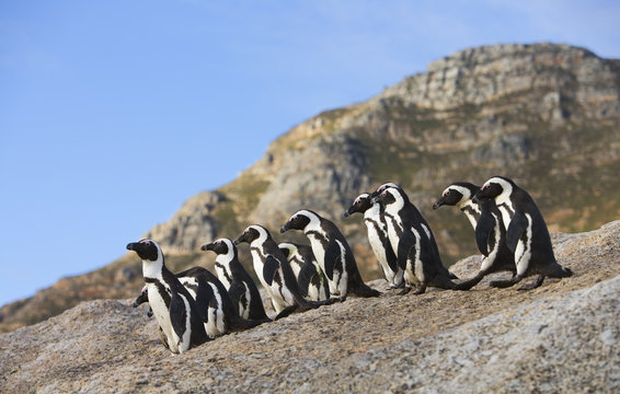 Jackass / Black footed penguin (Spheniscus demersus) group on rocks, South Africa.