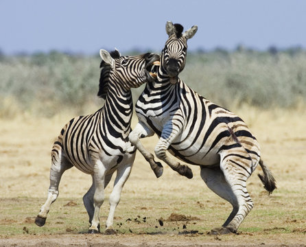 Two Common zebra (Equus quagga) fighting, Etosha national park, Namibia.