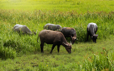 Thai buffalo in green meadow