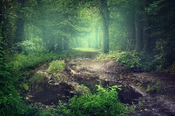 Fototapeten Landscape with forest road in summer time © Vitaliy