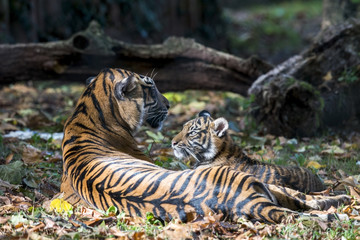 Sumatran tiger with cub