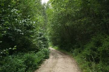 Magic trees and paths in the forest. Slovakia