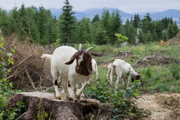 Goat on a trunk of tree. Slovakia