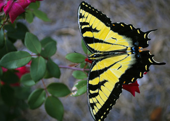 Beautiful Yellow And Black Butterfly Feeding On A Red Flower