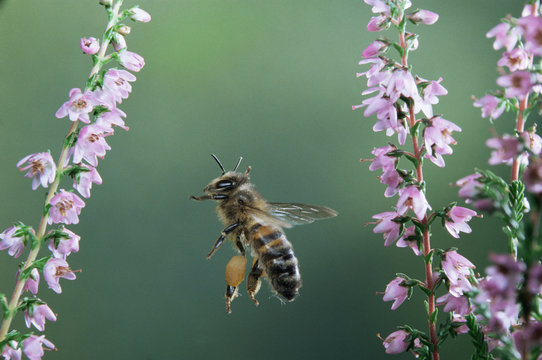 Honey bee worker in flight with full pollen sacs visiting heather flowers.