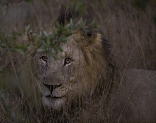 Male lion at dusk