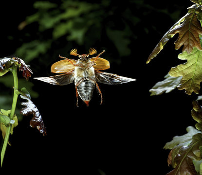 Cockchafer Beetle male (Melolontha melolontha) in flight, Surrey, UK.